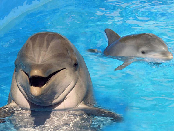 Meet with Dolphins in Marmaris